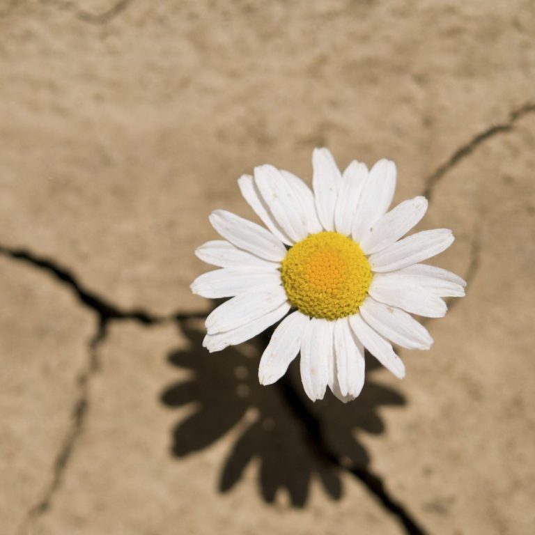Kinderwunschberatung am Niederrhein Eine einzelne Margerite blüht aus rissigem, trockenem Boden.